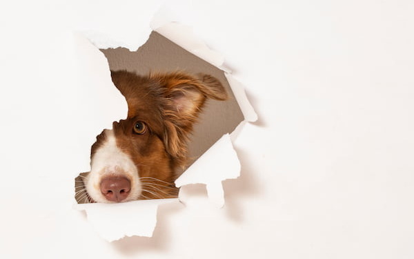 Erstgespräch - Ein Hund schaut halb durch ein Papierloch
