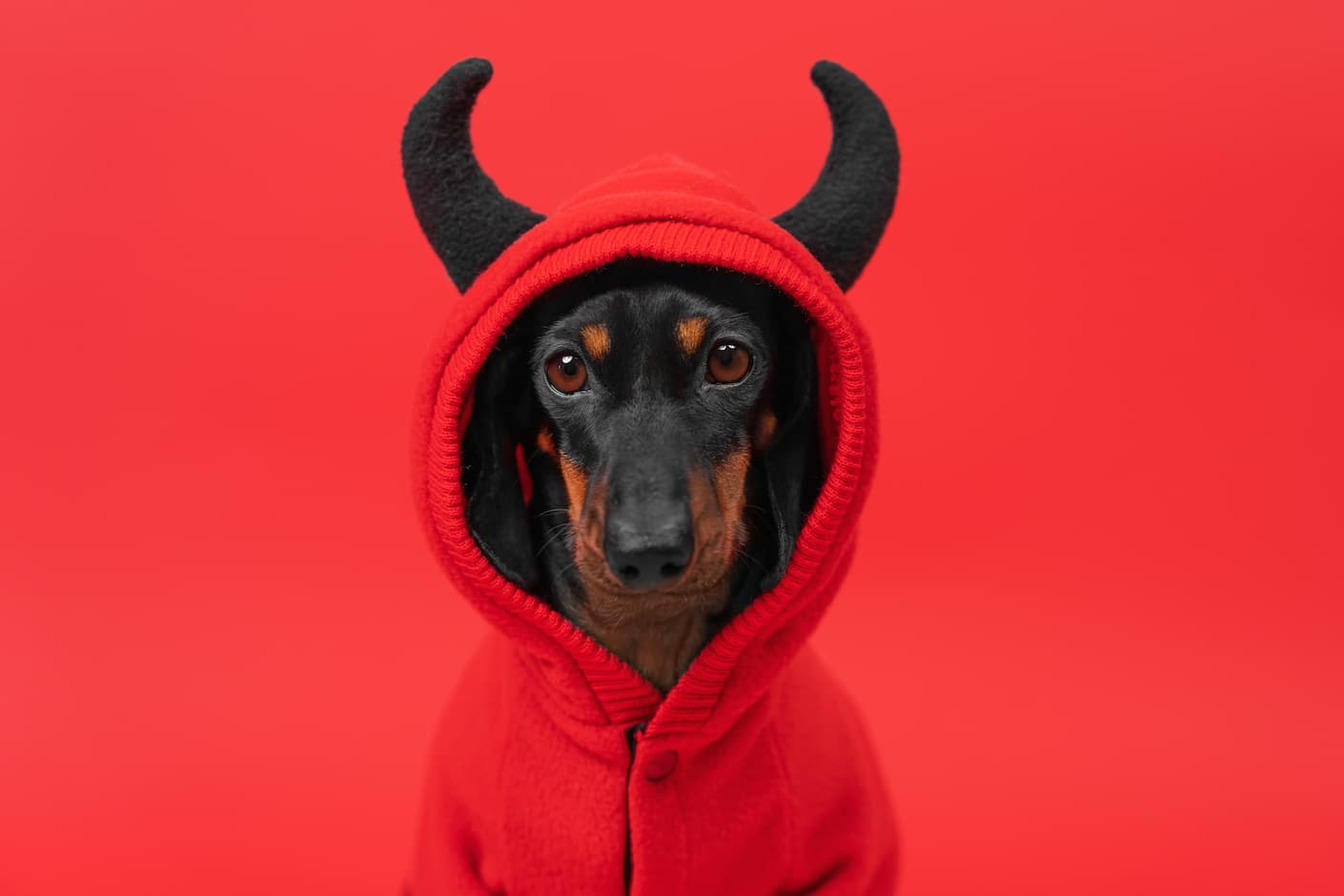 Dackelwelpe mit Teufelshörnern im roten Hoodie