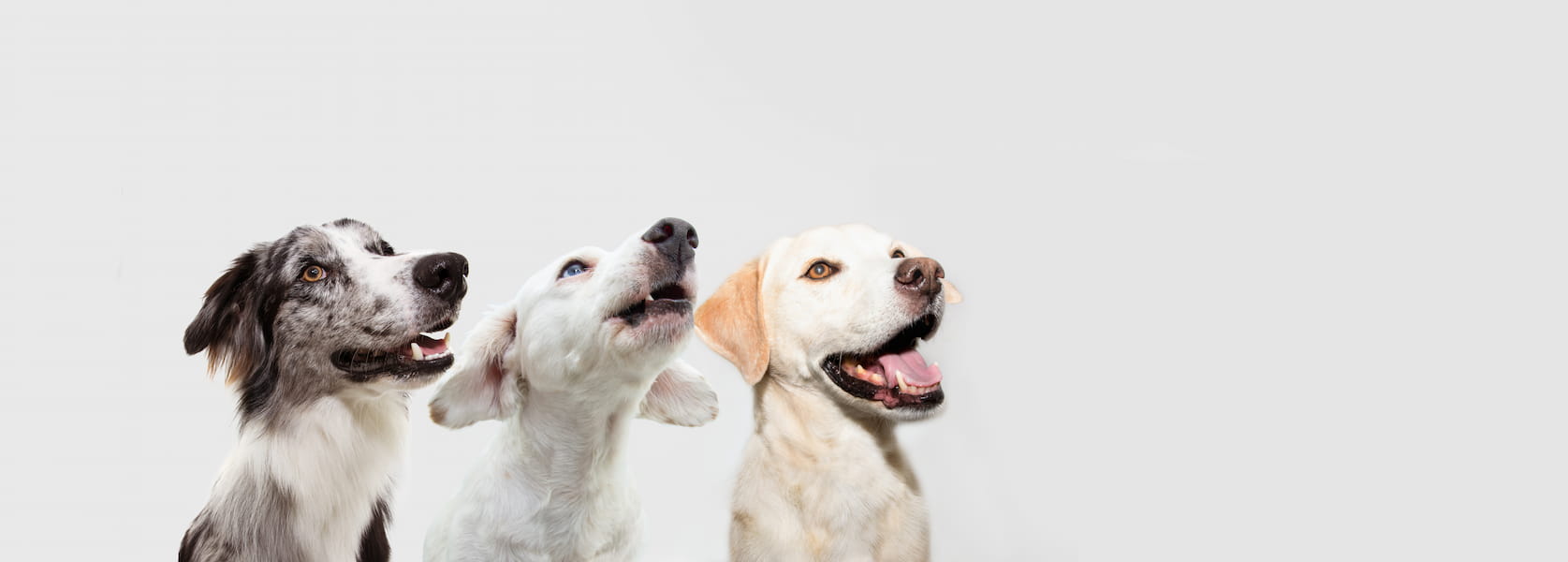 Drei Hunde blicken aufmerksam nach oben