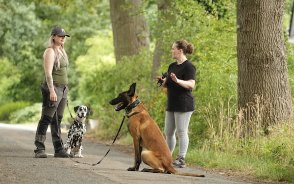 Intensivcoaching - Hundetraining mit Kundin und 2 Hunden