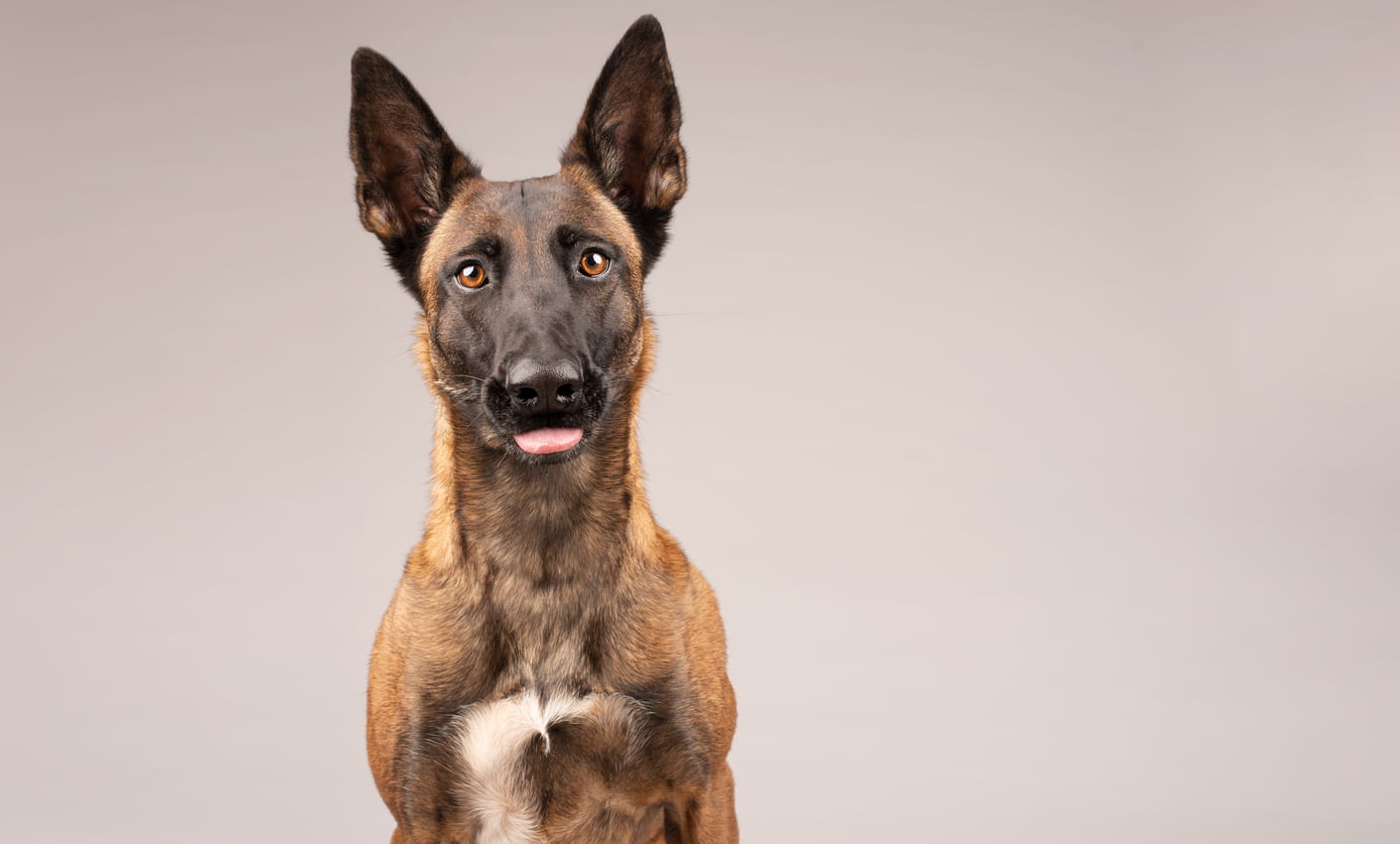 Aufmerksamer Malinois mit gespitzten Ohren und leicht herausgestreckter Zunge
