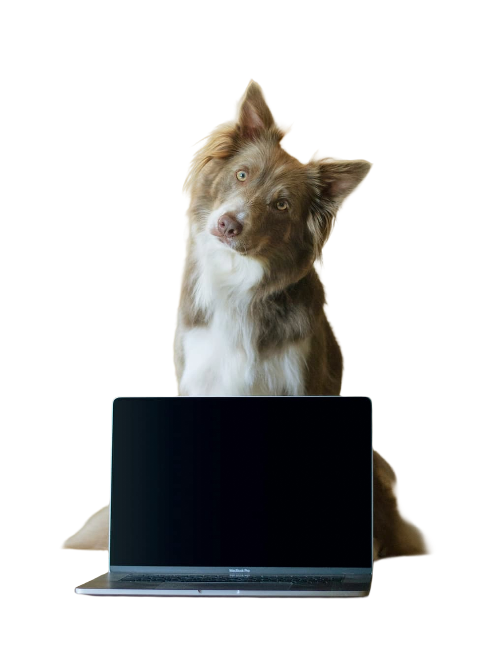 Hund sitzt hinter offenem Laptop und schaut mit leicht schräg gelegtem Kopf in die Kamera.