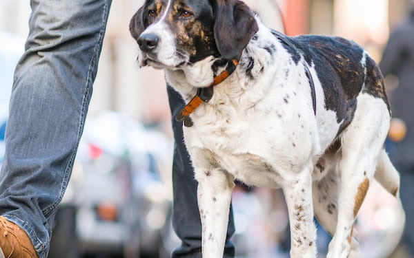 Sachkundenachweis - Hund mit Halter beim Spaziergang in der Stadt
