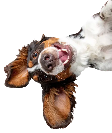 Lachender Hund springt spielerisch ins Bild