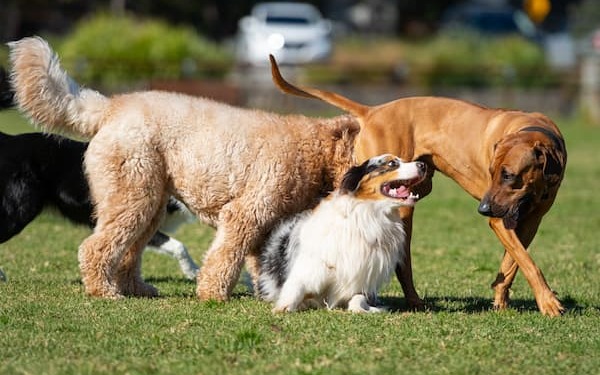 Sozialkontakt - Mehrere Hunde im Sozialkontakt. Ein kleiner Hund und ein Rhodesian schauen sich an.