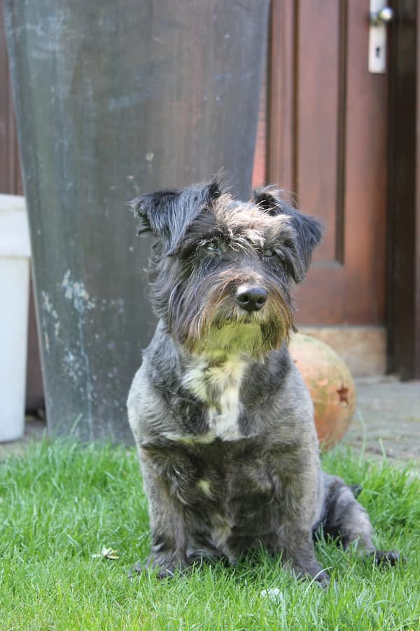 Hundetrainerin Kristinas erste Hündin Sally