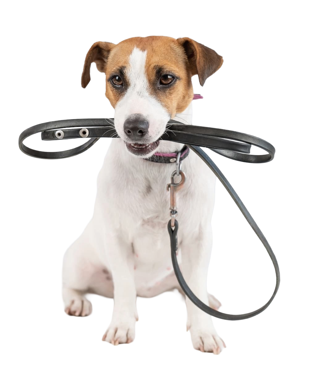 Social Walk | Jack Russell | Bild mit Hotspots Jack Russell sitzt und hat hält eine Leine im Maul fest.