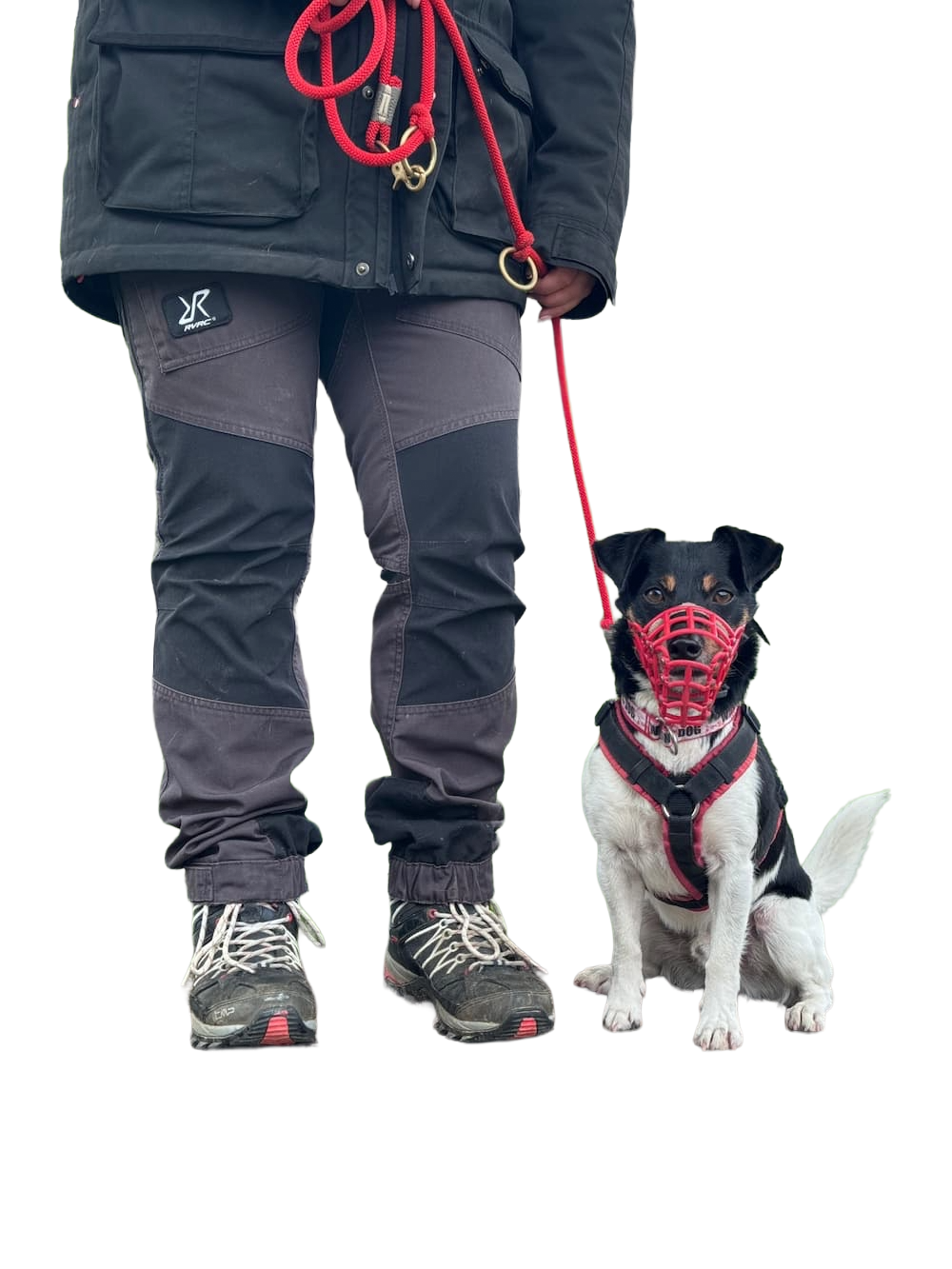 Intensivcoaching - Jack Russell aus dem Tierschutz mit rotem Maulkorb sitzt neben einer Person und schaut in die Kamera.