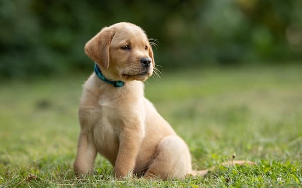 Welpenkurs - Labrador Welpe sitzt auf einer Wiese und schaut aufmerksam zur Seite.