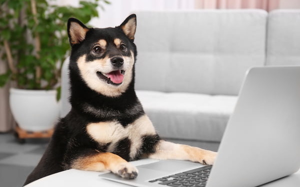 Onlinecoaching - Shiba Inu mit Pfoten auf einem Laptop