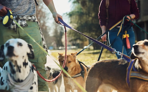 Social Walk -Spaziergang mit mehreren Hunden