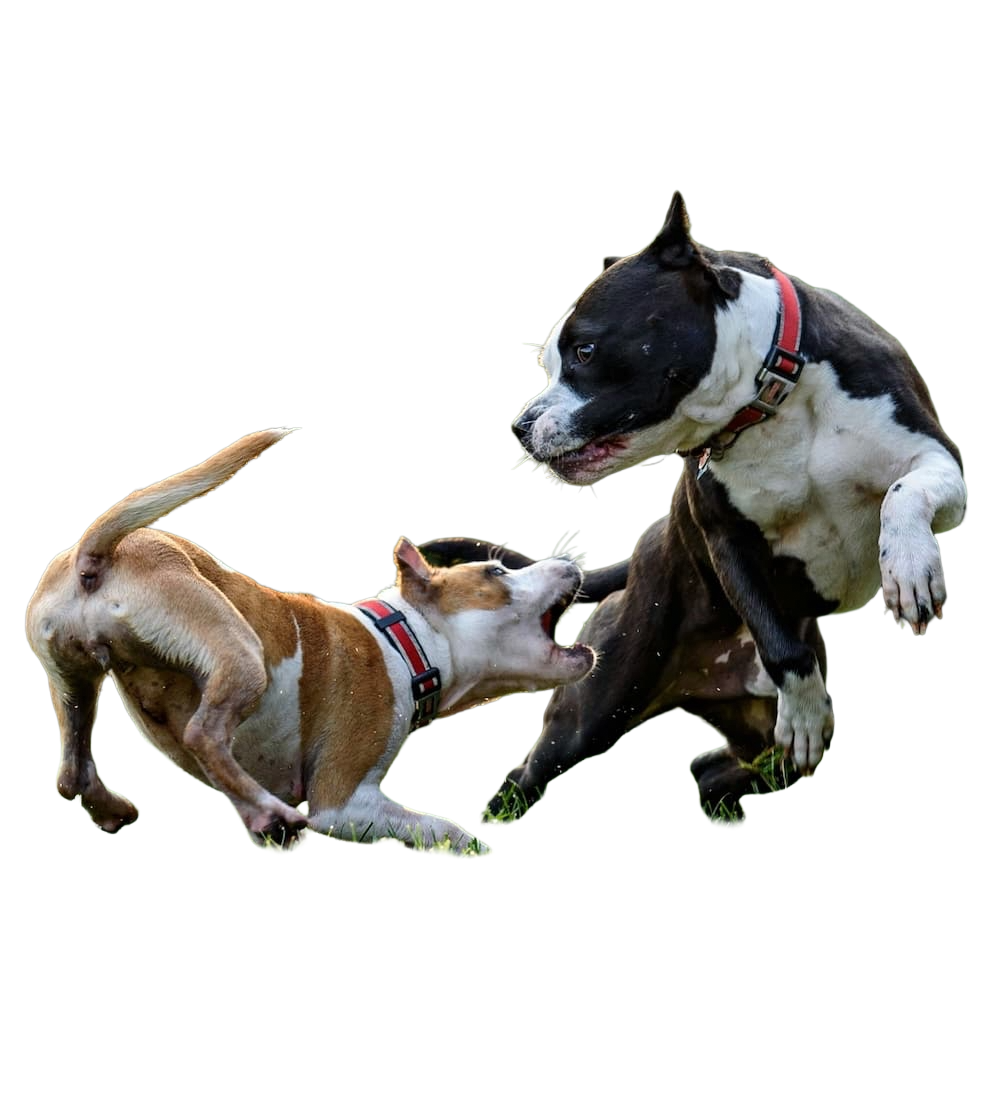 Sozialkontakt | Hunde im Spiel | Bild mit Hotspots Sozialkontakt: Zwei Hunde spielen wild miteinander.